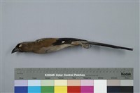 藏品(樹鵲)的圖片